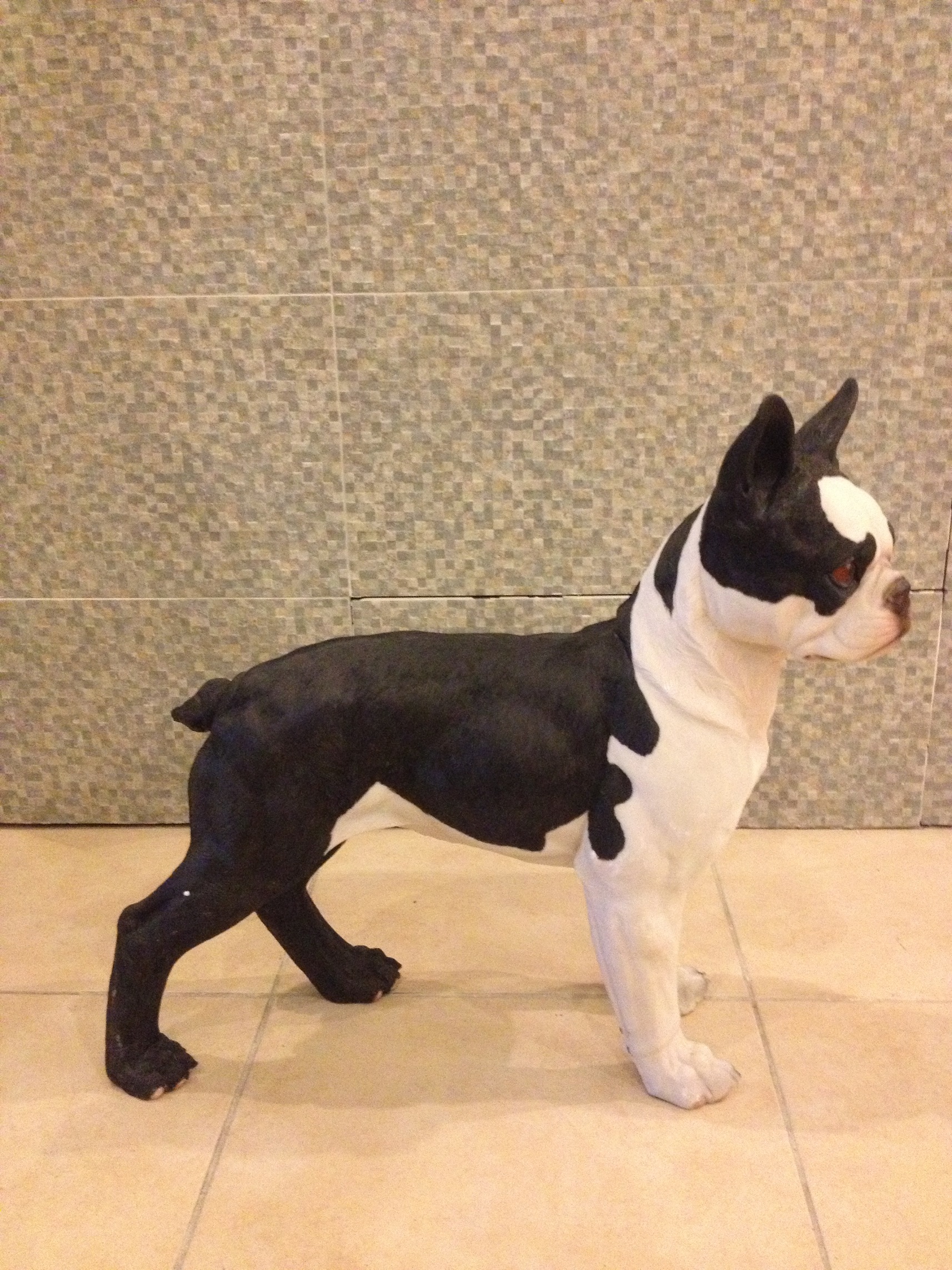 mastiff köpek; promit en.20 boy.57 yüks.52 ağr.8
