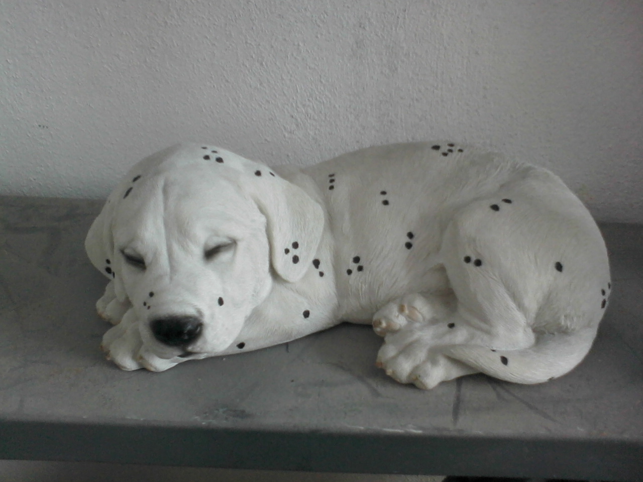 ingiliz dalmaçyalı; promit en.19 boy.30 yüks.10 ağr.2