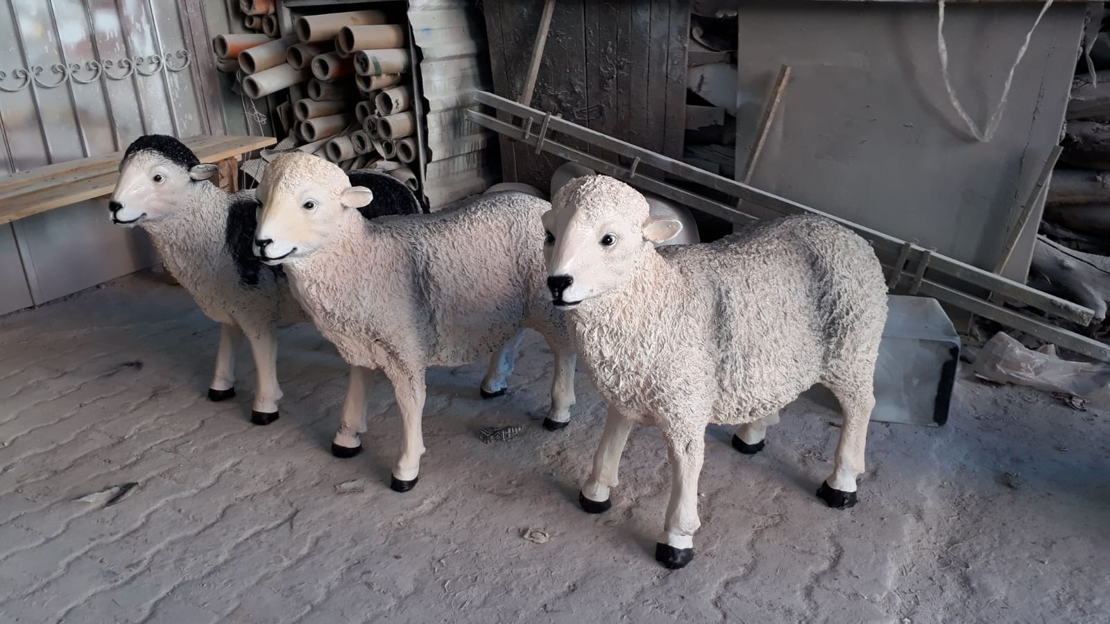 kıbrıs büyük koyun: promit en.37 boy.95 yüks.80 ağr.12
