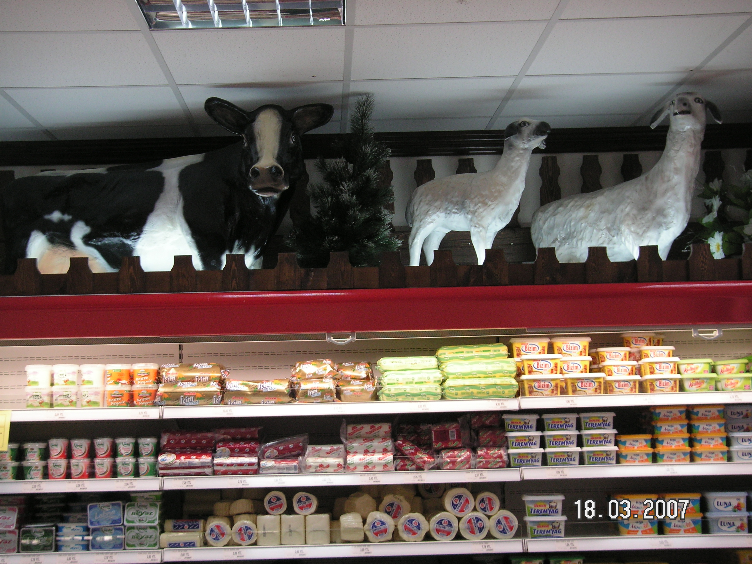kuzu; fiber en.20 boy.65 yüks.65 ağr.5