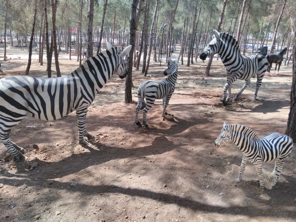 afrika zebra: promit en.30 boy.94 yüks.84 ağr.10