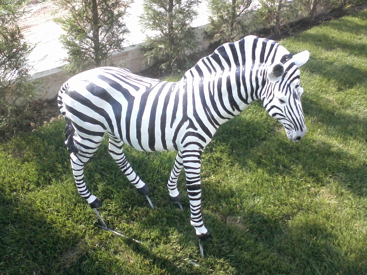 afrika zebra; promit en.30 boy.94 yüks.84 ağr.10